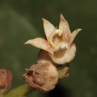 Sterculia zeylanica Kosterm.